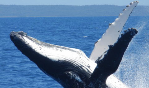 Fairways Golf & Beach Retreat Bribie Island - Sunshine Coast Guide 14