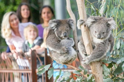 A 3BR Apt Next To Melbourne Zoo FREE Parking - Sunshine Coast Guide 2