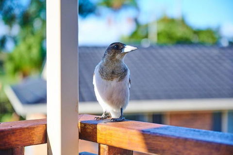 A Kids Dream & Paradise For Parents - Sunshine Coast Guide 2