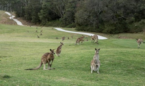 Anglesea River Apartment 22 - Sunshine Coast Guide 4