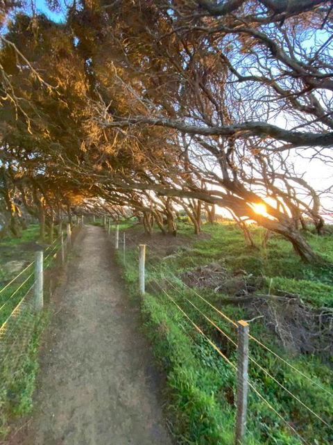 Anglesea Rivergums - Sunshine Coast Guide 3