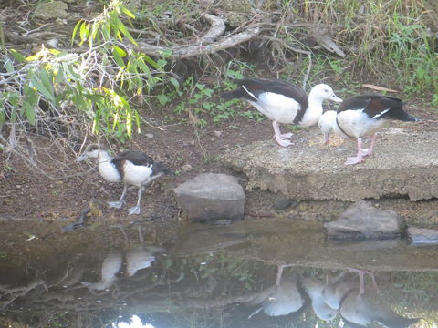 Hay Point Country BnB - Sunshine Coast Guide 22