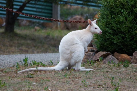 Adventure Bay Holiday Home - Sunshine Coast Guide 14