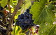 CASALE COTTAGE Barossa Valley - thumb 4