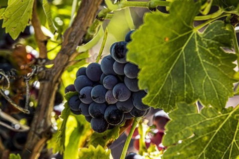 CASALE COTTAGE Barossa Valley - Sunshine Coast Guide 4