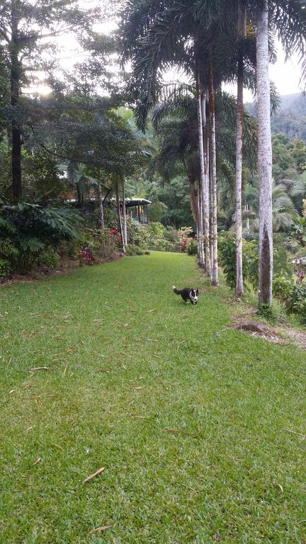 A Daintree Garden - Sunshine Coast Guide 1
