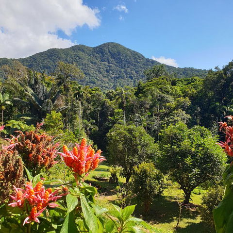 A Daintree Garden - Sunshine Coast Guide 3