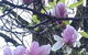 English Gardens - Forest Spa Suite - thumb 1