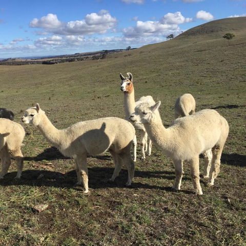 GOULBURN ALPACA FARM STAY - Sunshine Coast Guide 0