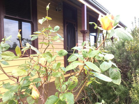 Albion Cottage - Sunshine Coast Guide 0