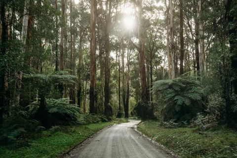 Luxury Treetop Escape With A Garden Glasshouse - Sunshine Coast Guide 2