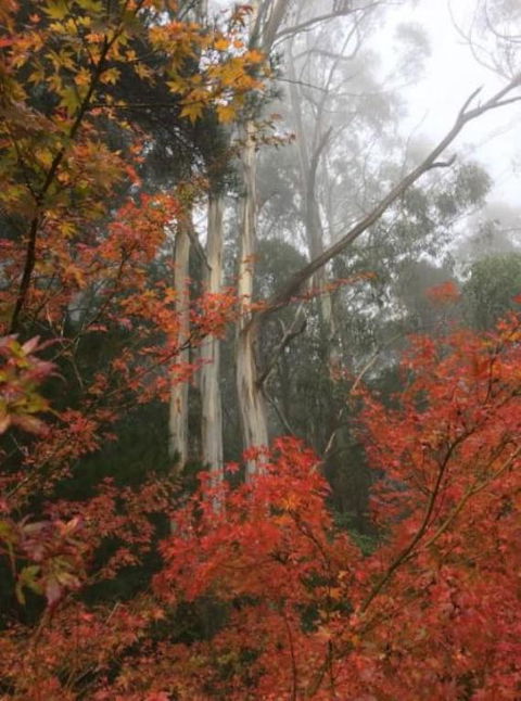 Olinda Enchanted Tower Spa Gas Log Fire And Netflix - Sunshine Coast Guide 2