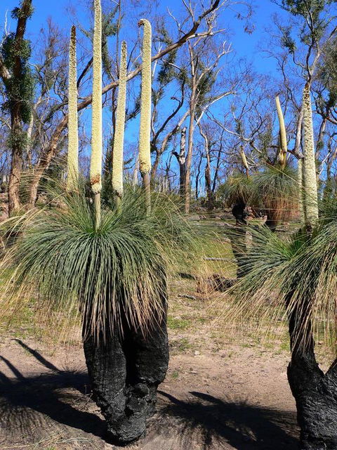 Aurora Cottages Bush Retreat - Sunshine Coast Guide 3