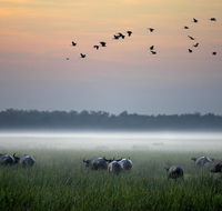 Bamurru Plains - Sunshine Coast Guide