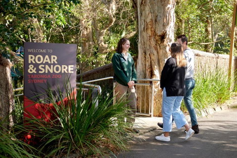 Roar And Snore - Sunshine Coast Guide 1