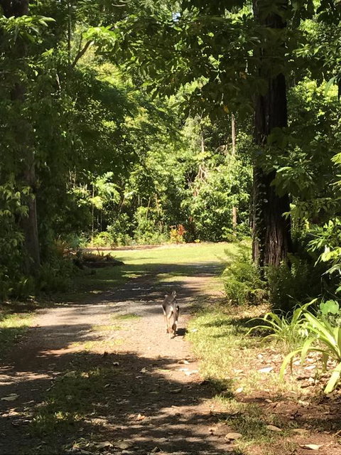 Bellarose Guest House - Sunshine Coast Guide 2