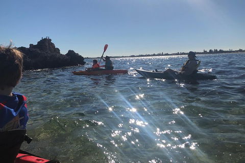 Penguin Island And Fremantle - Canoe, Chocolate & Coffee - Sunshine Coast Guide 1