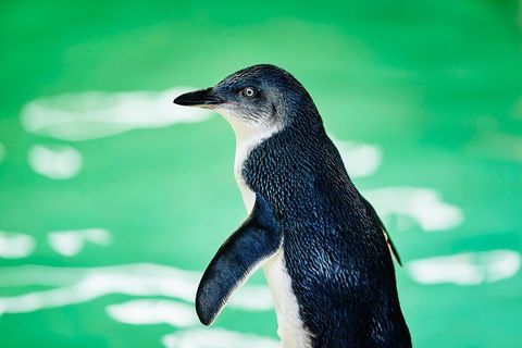 Penguin Island And Fremantle - Canoe, Chocolate & Coffee - Sunshine Coast Guide 4