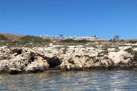 Penguin Island And Fremantle - Canoe, Chocolate & Coffee - Sunshine Coast Guide 5