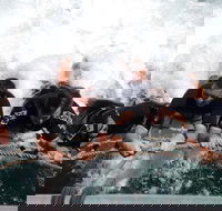 Cruise in Moreton Bay Marine Park and Moreton Island - Sunshine Coast Guide