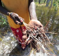 Gay-Wu Woman's 5 Day Yolngu Homeland Tour - Sunshine Coast Guide