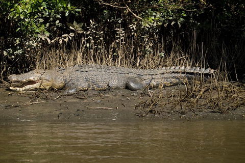 5-Day Best Of Cairns With Daintree, Kuranda, And Great Barrier Reef - Sunshine Coast Guide 5