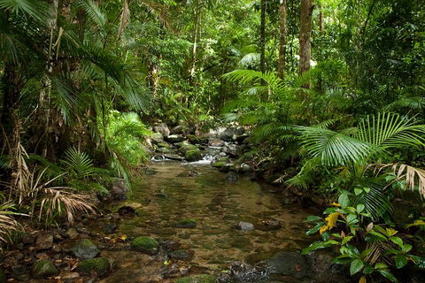 Cairns Reef And Rainforest Combo: Daintree Rainforest And The Great Barrier Reef - Sunshine Coast Guide 1