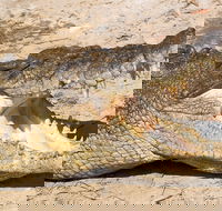 4-Day Cairns Ultimate Combo Daintree Rainforest Reef Kuranda  Paronella Park