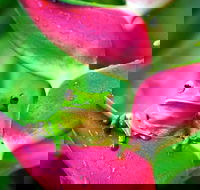 Cape Tribulation Mossman Gorge and Daintree Rainforest Premium Day Tour - Sunshine Coast Guide