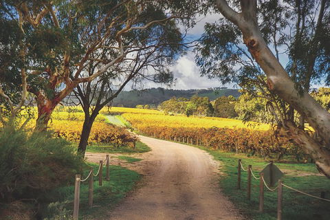 McLaren Vale Winery Small Group Tour With Wine Tasting And Lunch - Sunshine Coast Guide 1