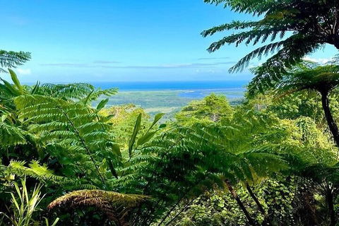 Full Day Tour In The Daintree - Sunshine Coast Guide 5