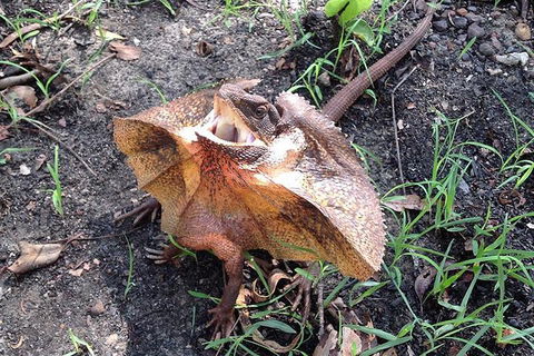 Litchfield National Park And Jumping Crocodile Cruise - Sunshine Coast Guide 1