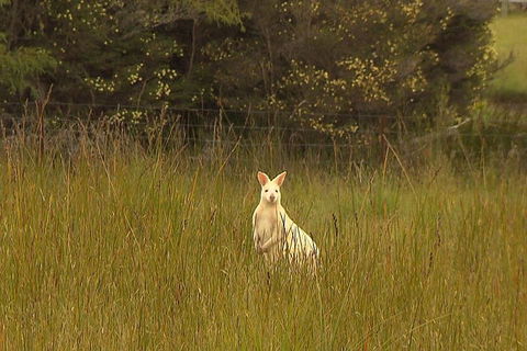 Bruny Island Day Trip From Hobart - Sunshine Coast Guide 5