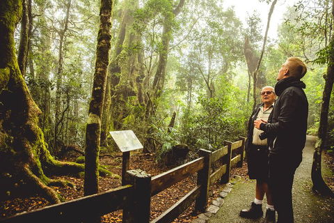 Full-day Springbrook National Park Tour From The Gold Coast - Sunshine Coast Guide 1