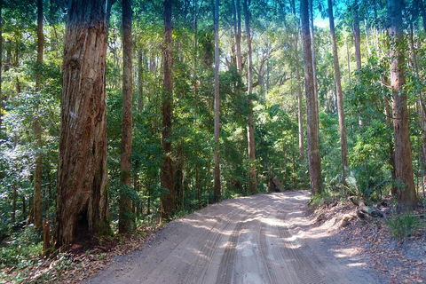 Fraser Island 4WD Tour From Rainbow Beach - Sunshine Coast Guide 4