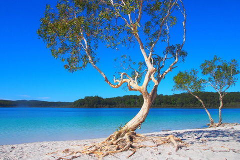 Fraser Island 4WD Tour From Rainbow Beach - Sunshine Coast Guide 5
