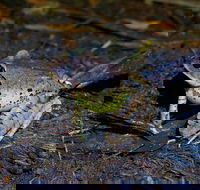 Glow Worms Private Tour - Nocturnal Rainforest Walk - Sunshine Coast Guide