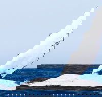 2-Hour Guided Whale Watching Tour at Noosa - Sunshine Coast Guide