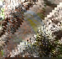 Byron Bay Combo Hinterland Tour Including Minyon Falls and Kayaking with Dolphins