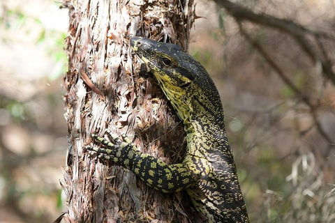 Byron Bay Combo: Hinterland Tour Including Minyon Falls And Kayaking With Dolphins - Sunshine Coast Guide 0