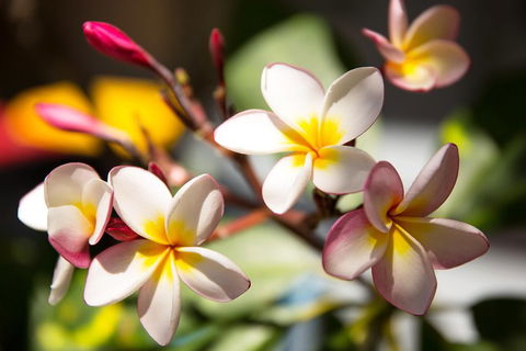 Byron Bay Combo: Hinterland Tour Including Minyon Falls And Kayaking With Dolphins - Sunshine Coast Guide 1