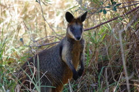 Byron Bay Combo: Hinterland Tour Including Minyon Falls And Kayaking With Dolphins - Sunshine Coast Guide 2