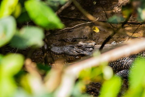 Cape Tribulation Day Tour - Sunshine Coast Guide 5