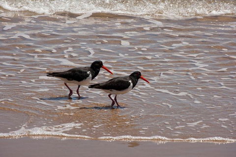 1770 Coastline Tour By LARC Amphibious Vehicle Including Picnic Lunch - Sunshine Coast Guide 2