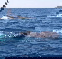 Noosa Whale Watching - Sunshine Coast Guide