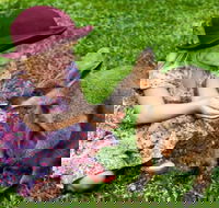 Kuranda Day Tour  HotAir Balloon Combo - Sunshine Coast Guide