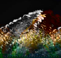 Sydney Taronga Zoo General Entry Ticket - Sunshine Coast Guide