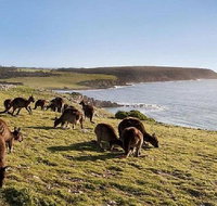 Kangaroo Island Personal Group Tours - Sunshine Coast Guide