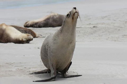 Kangaroo Island Personal Group Tours - Sunshine Coast Guide 4