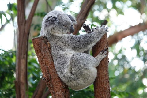 Small-Group Blue Mountains Tour With A Local Guide - Sunshine Coast Guide 2